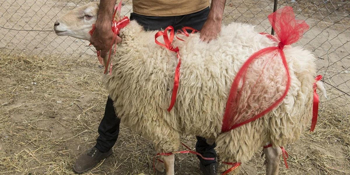 Курбан Айт и Eid al-Adha: один праздник - два миллиарда людей - тысячи традиций